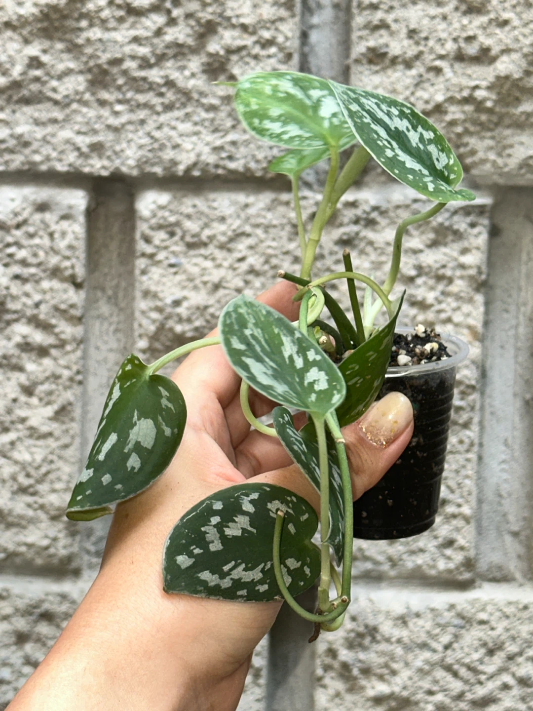 Trailing Plant Bundle - photo 3