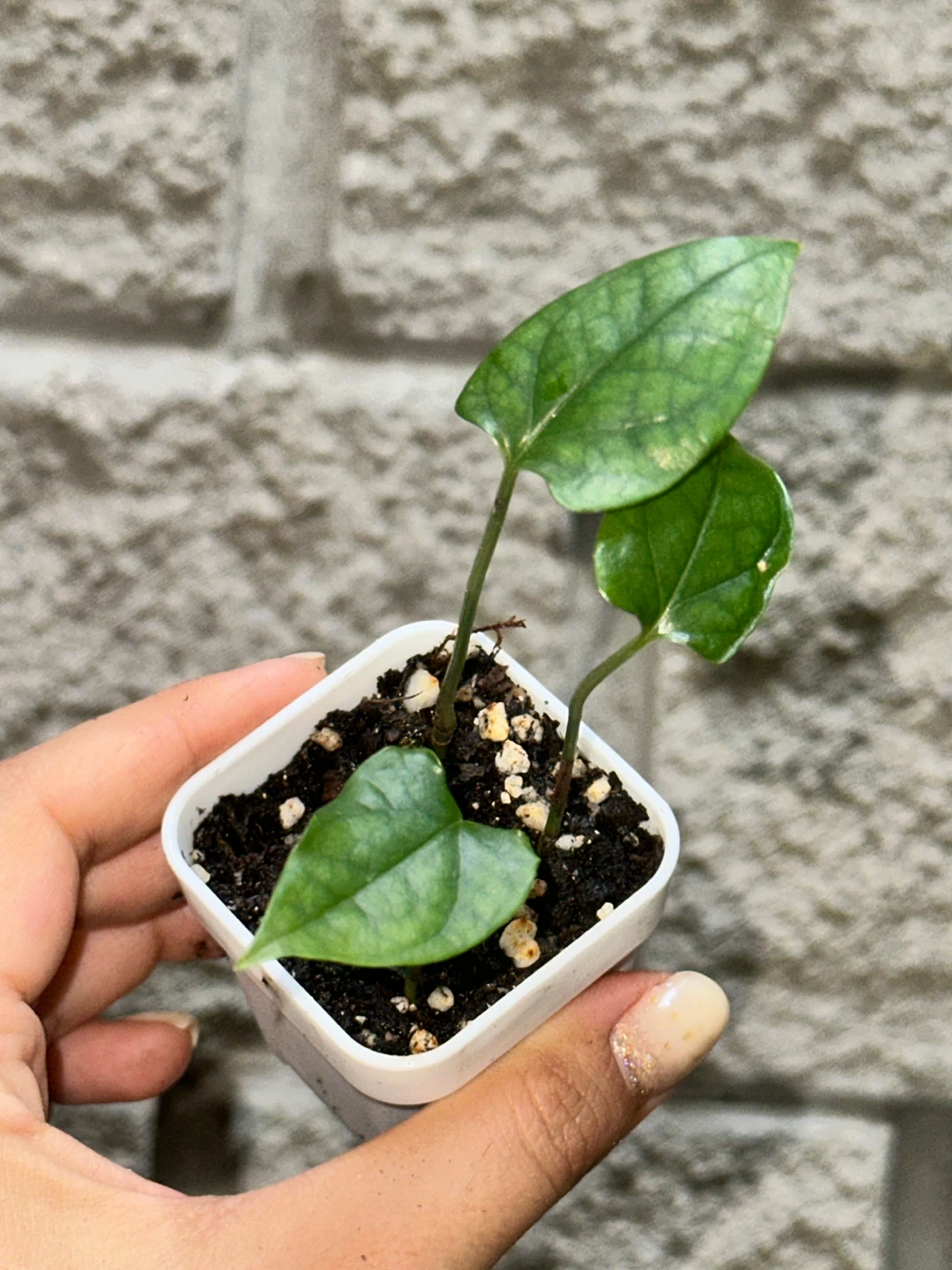 Trailing Plant Bundle - photo 4