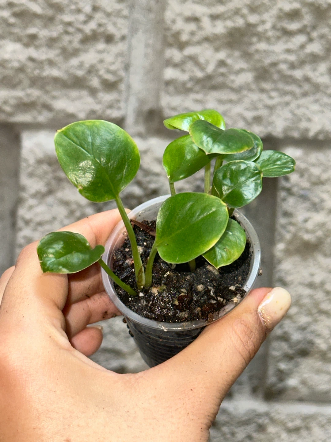 Trailing Plant Bundle - photo 5