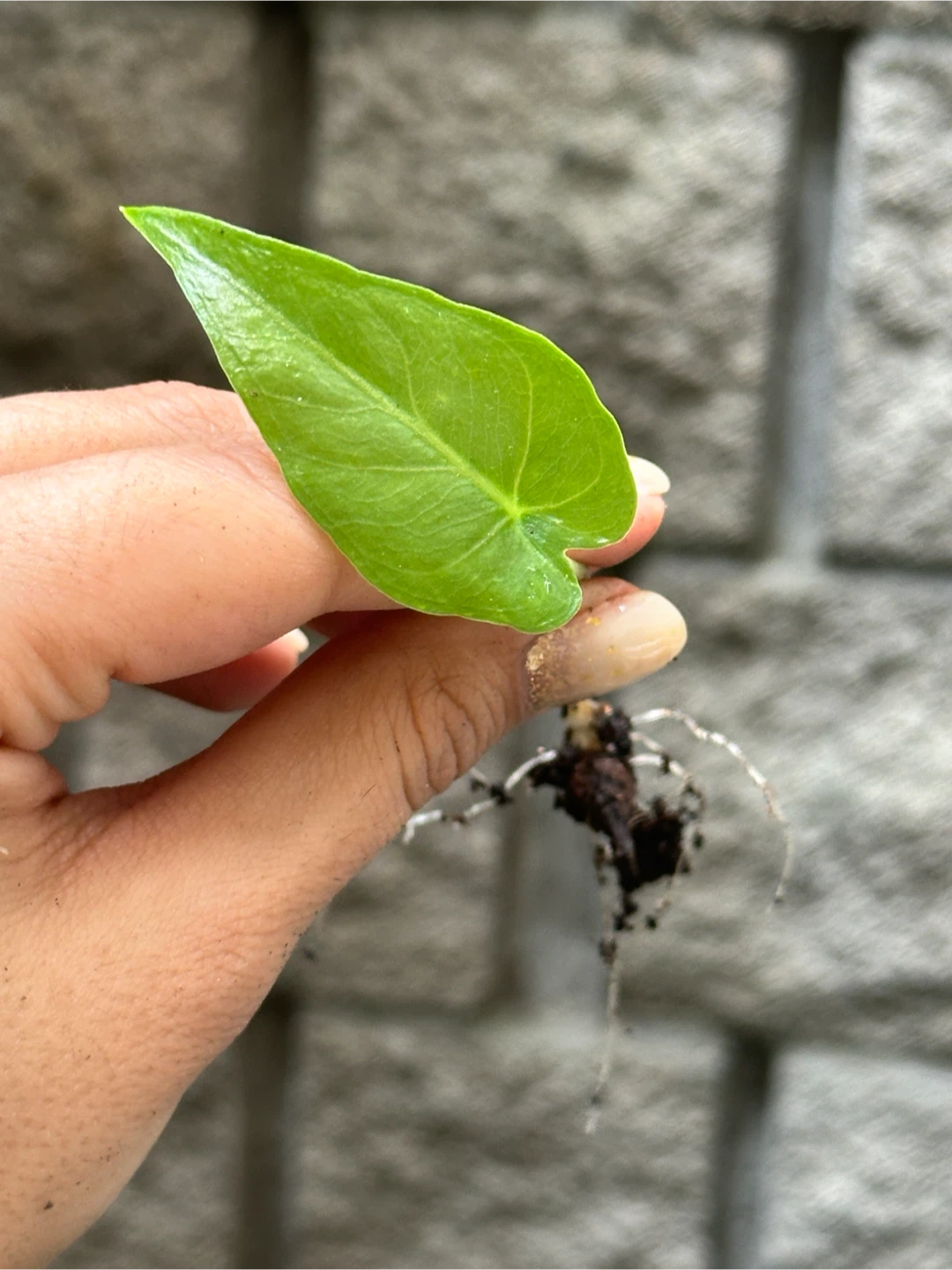 Colocasia Plant Baby