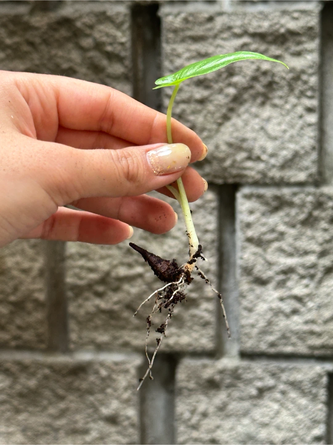 Colocasia Plant Baby - photo 2