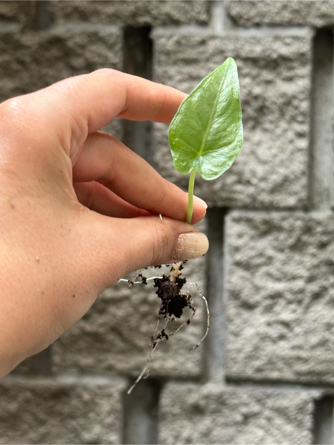 Colocasia Plant Baby - photo 3