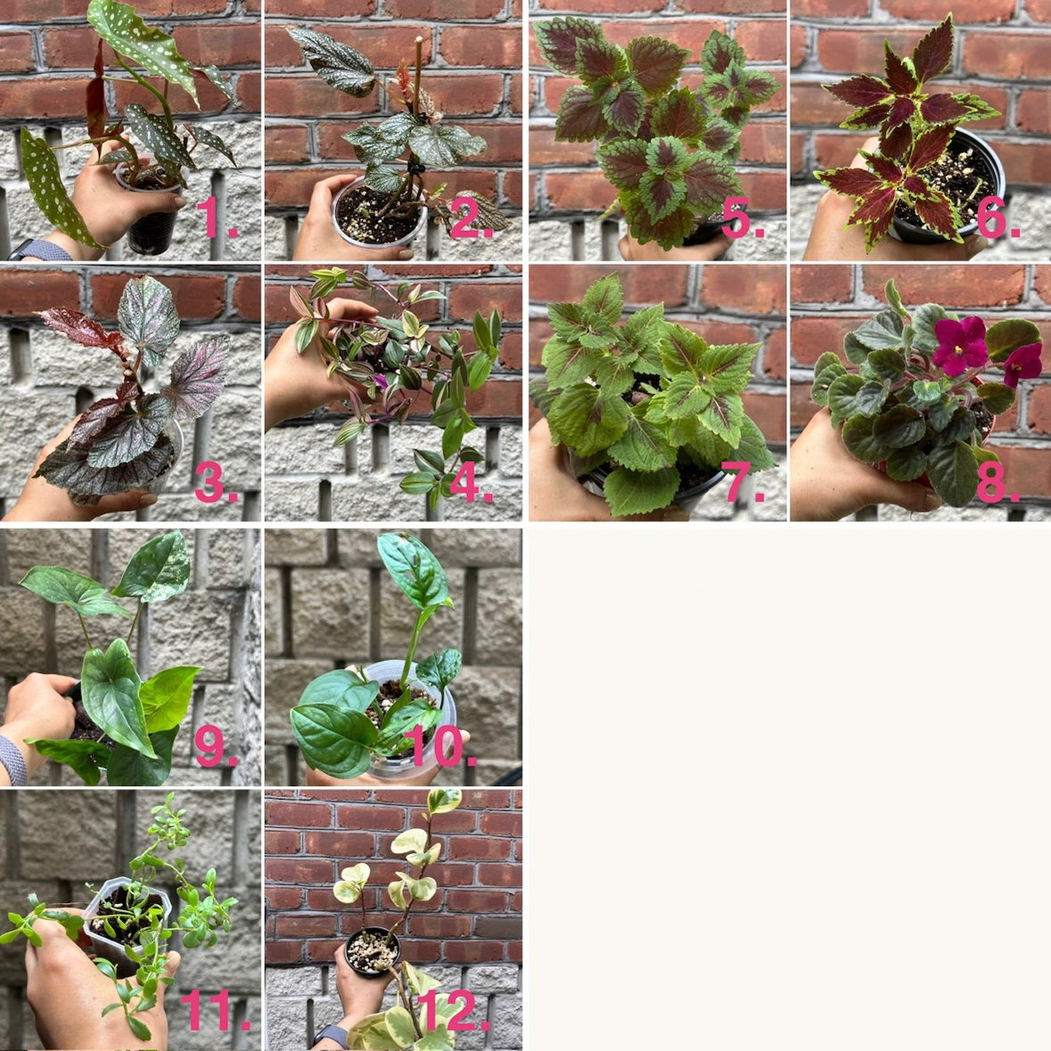 Plant Sale