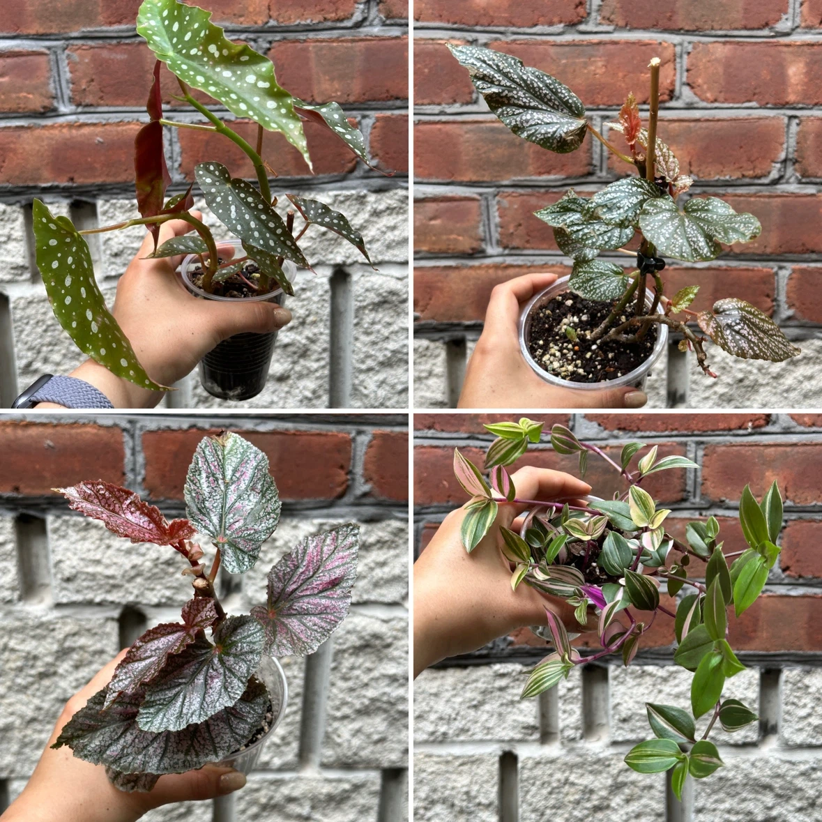 Plant Sale - photo 2