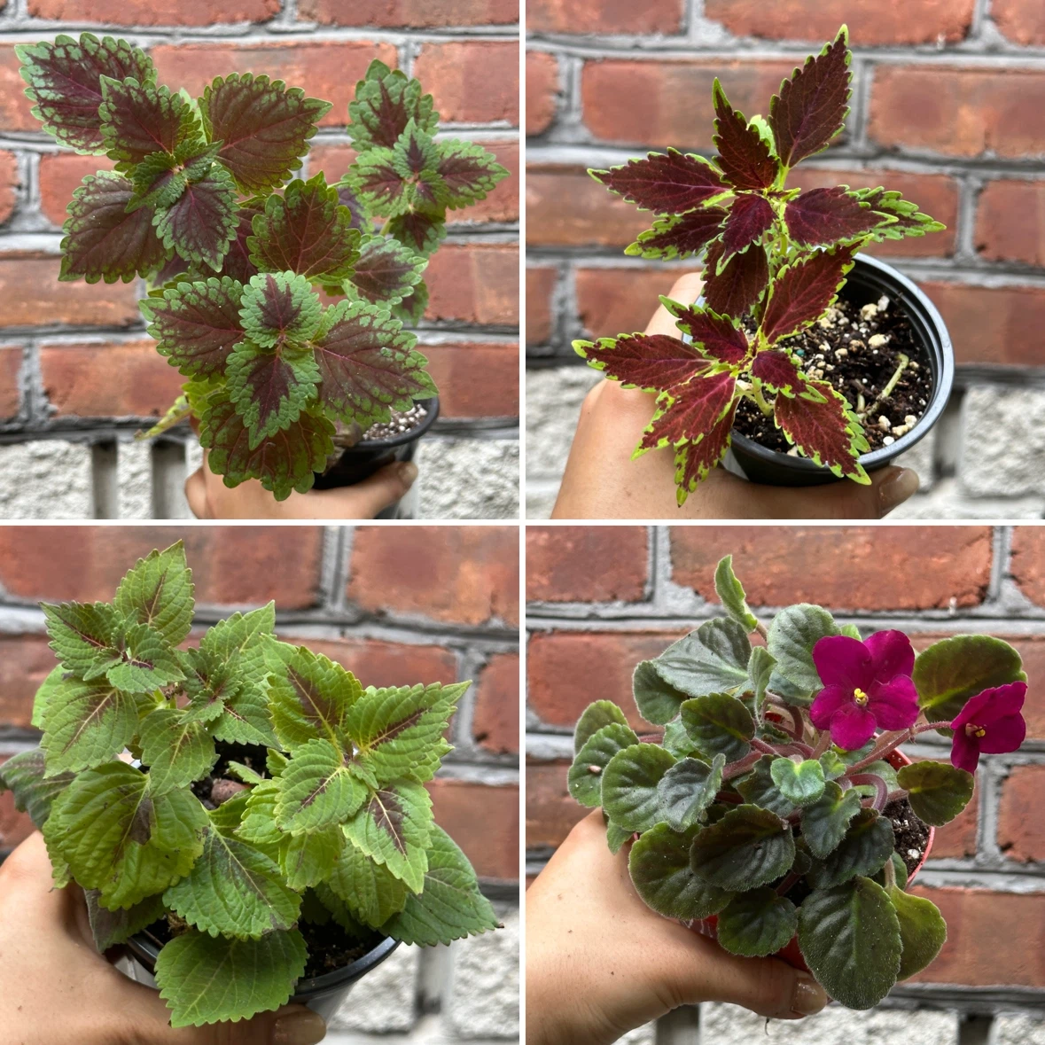 Plant Sale - photo 3