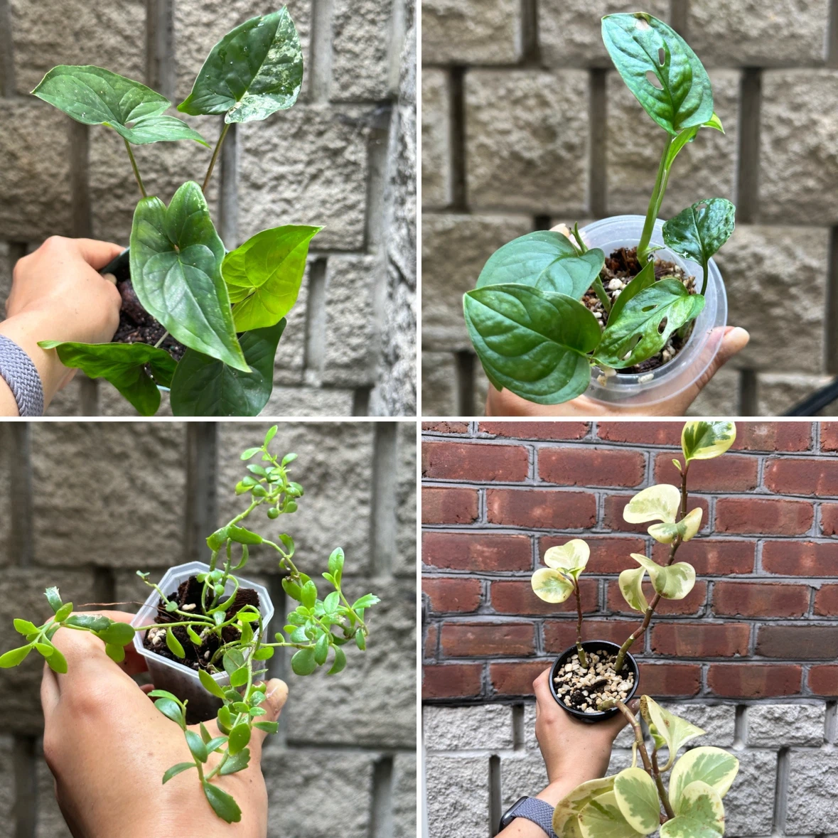 Plant Sale - photo 4