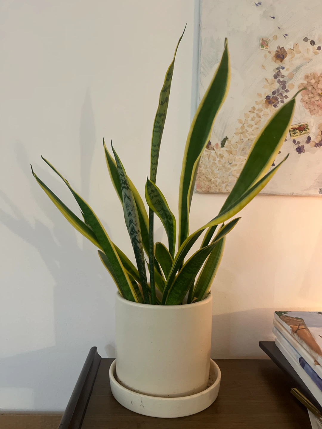 Snake Plant & White Planter