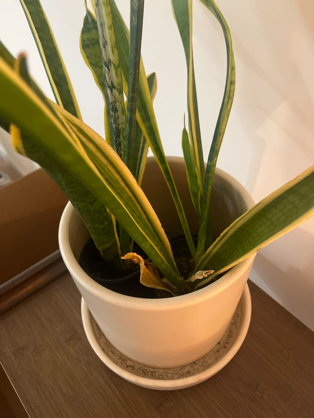 Snake Plant & White Planter - photo 2
