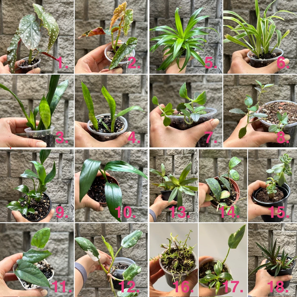 Plant Sale