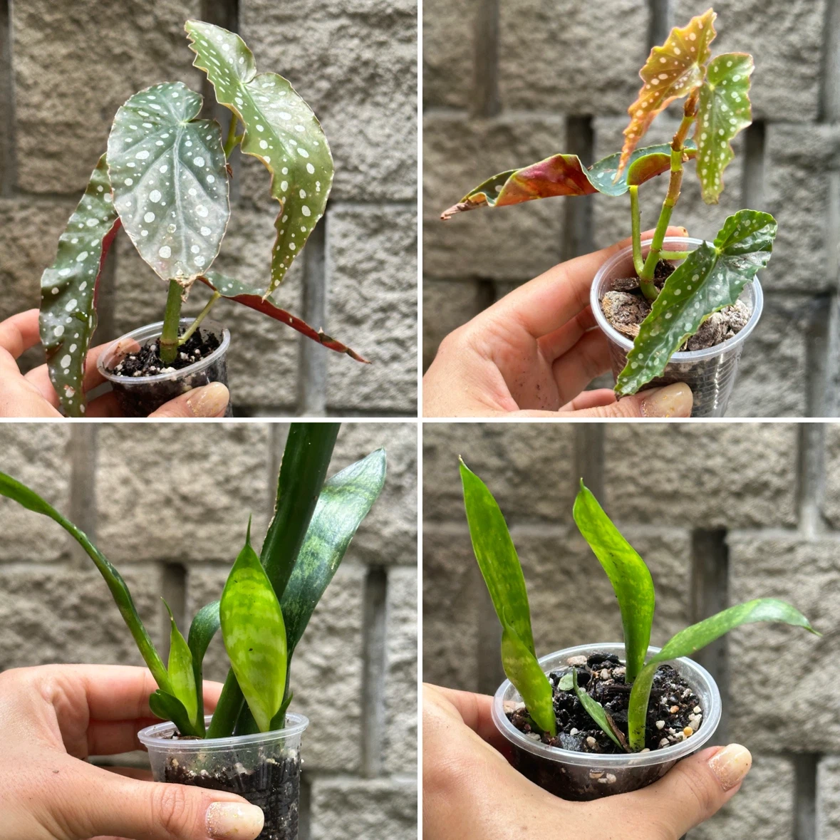 Plant Sale - photo 2
