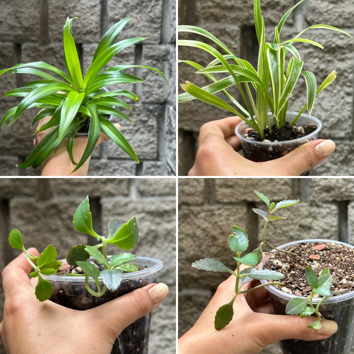 Plant Sale - photo 3