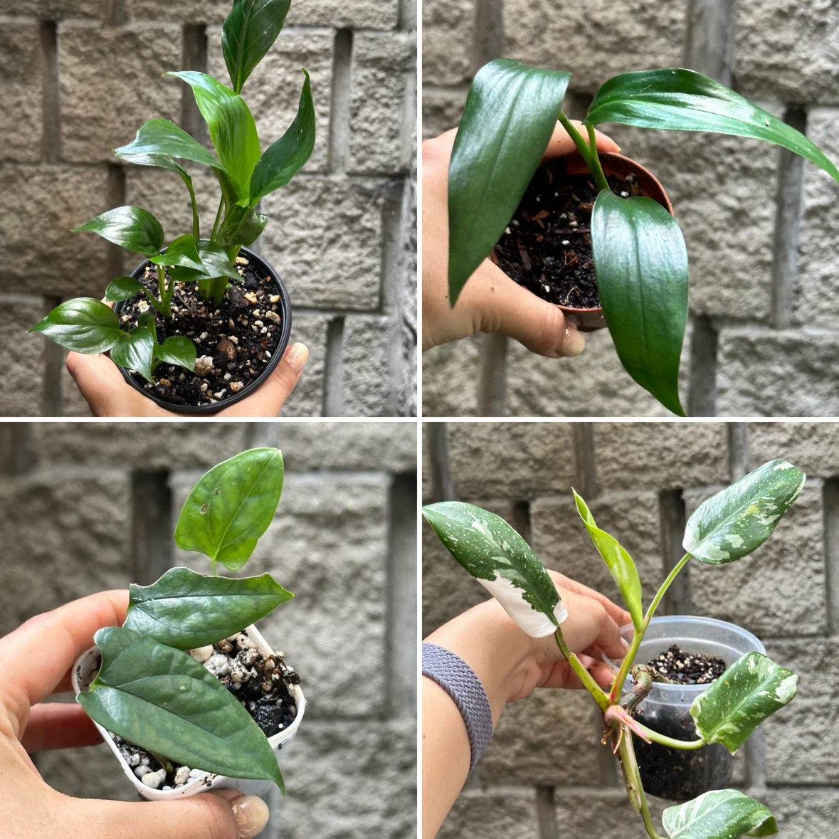 Plant Sale - photo 4