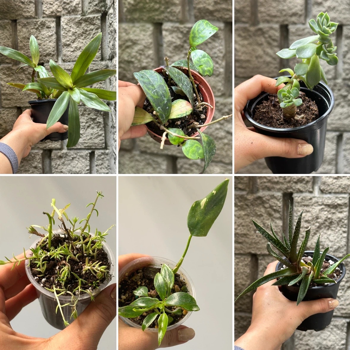Plant Sale - photo 5