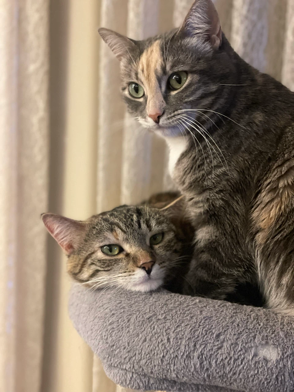 Loving Care Cat Sitters - Home Away From Home For Your Cat - photo 2
