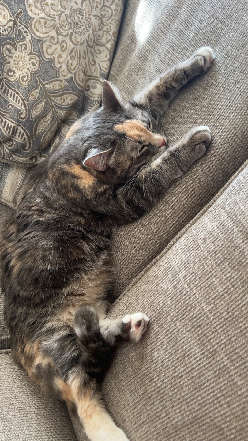 Loving Care Cat Sitters - Home Away From Home For Your Cat - photo 3