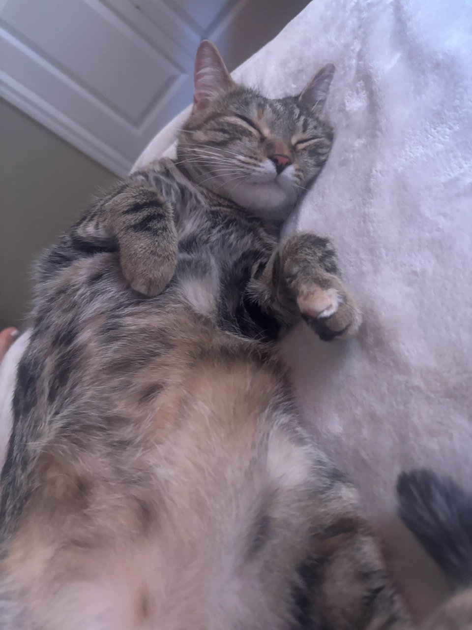 Loving Care Cat Sitters - Home Away From Home For Your Cat - photo 4