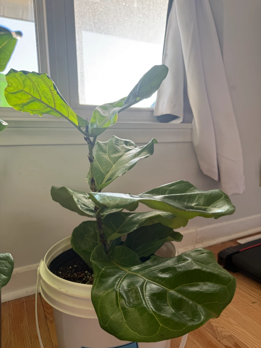 Fiddle Leaf Fig Plant