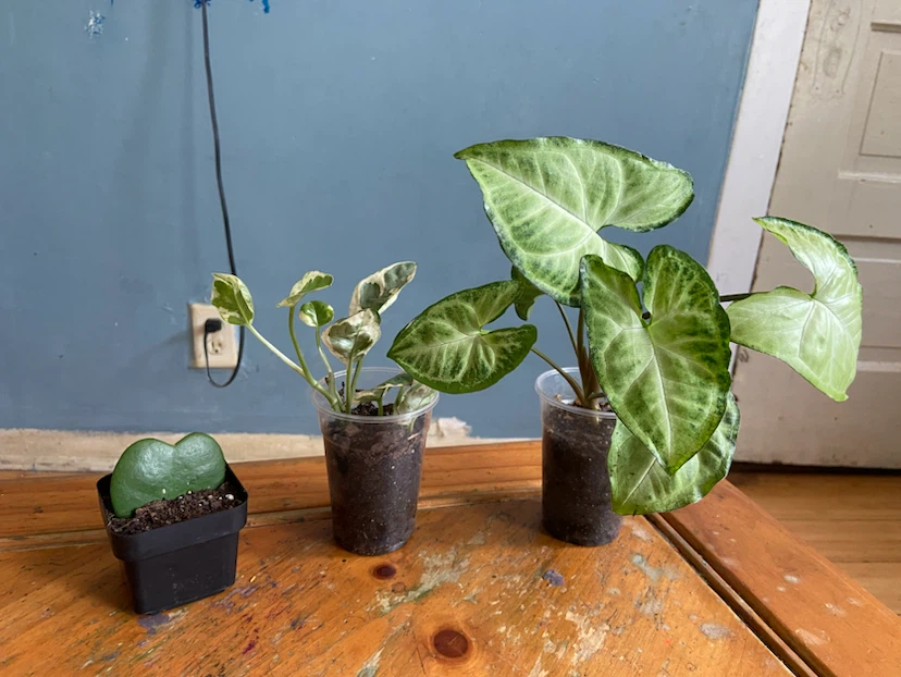 Assorted Houseplants - Syngonium & Hoya Kerrii , pothos
