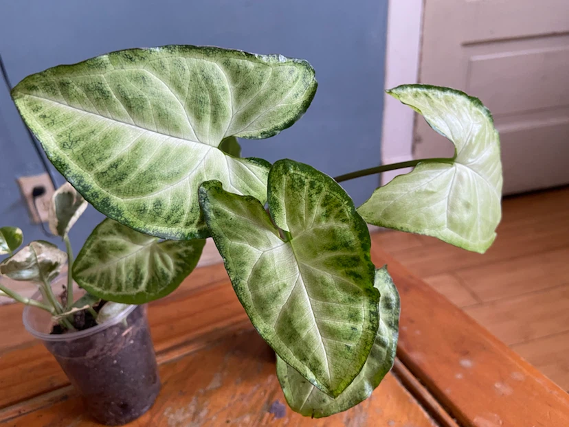 Assorted Houseplants - Syngonium & Hoya Kerrii , pothos - photo 2