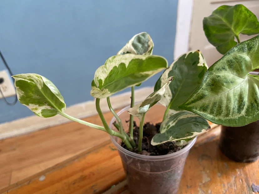 Assorted Houseplants - Syngonium & Hoya Kerrii , pothos - photo 3