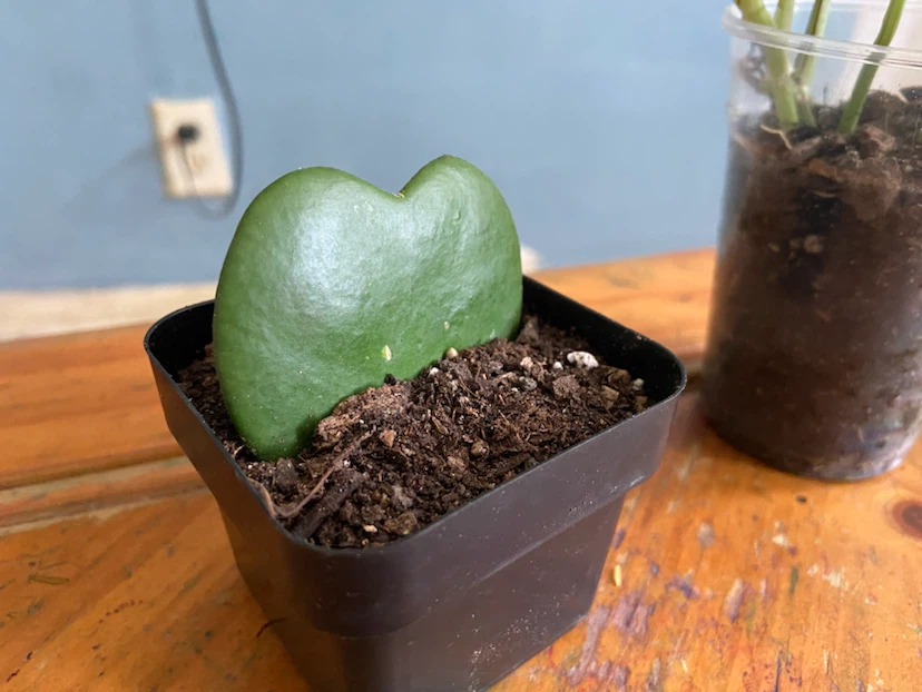 Assorted Houseplants - Syngonium & Hoya Kerrii , pothos - photo 4