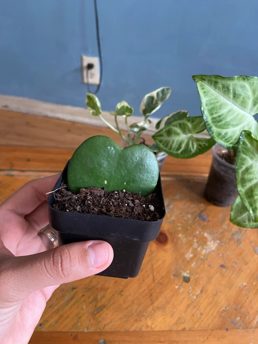 Assorted Houseplants - Syngonium & Hoya Kerrii , pothos - photo 5