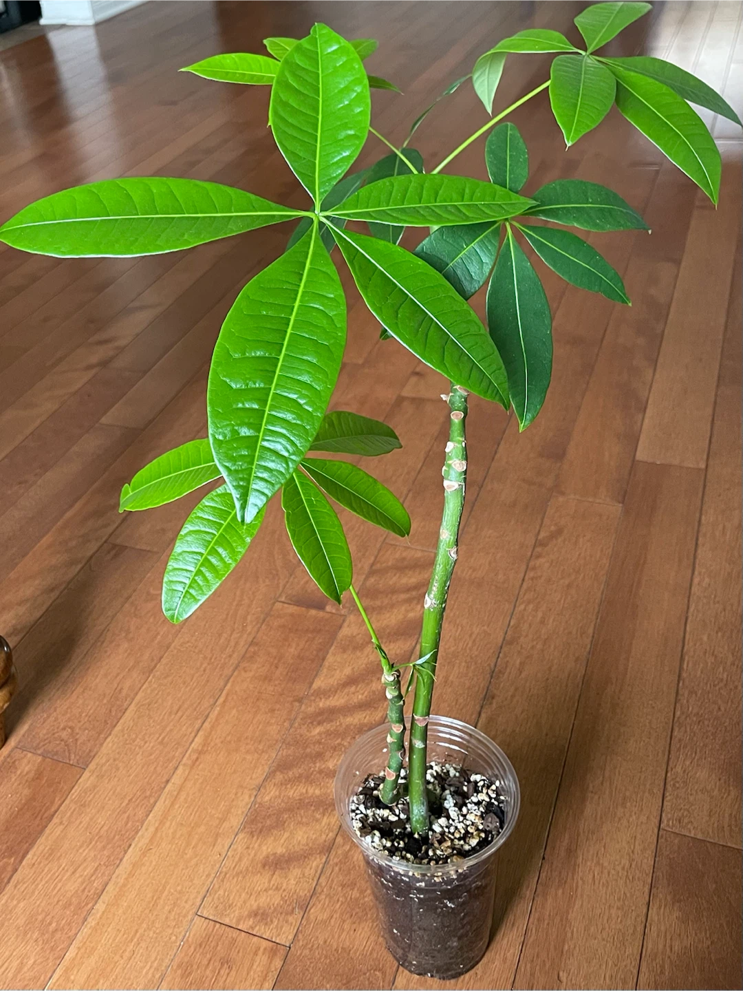 Money Tree sapling