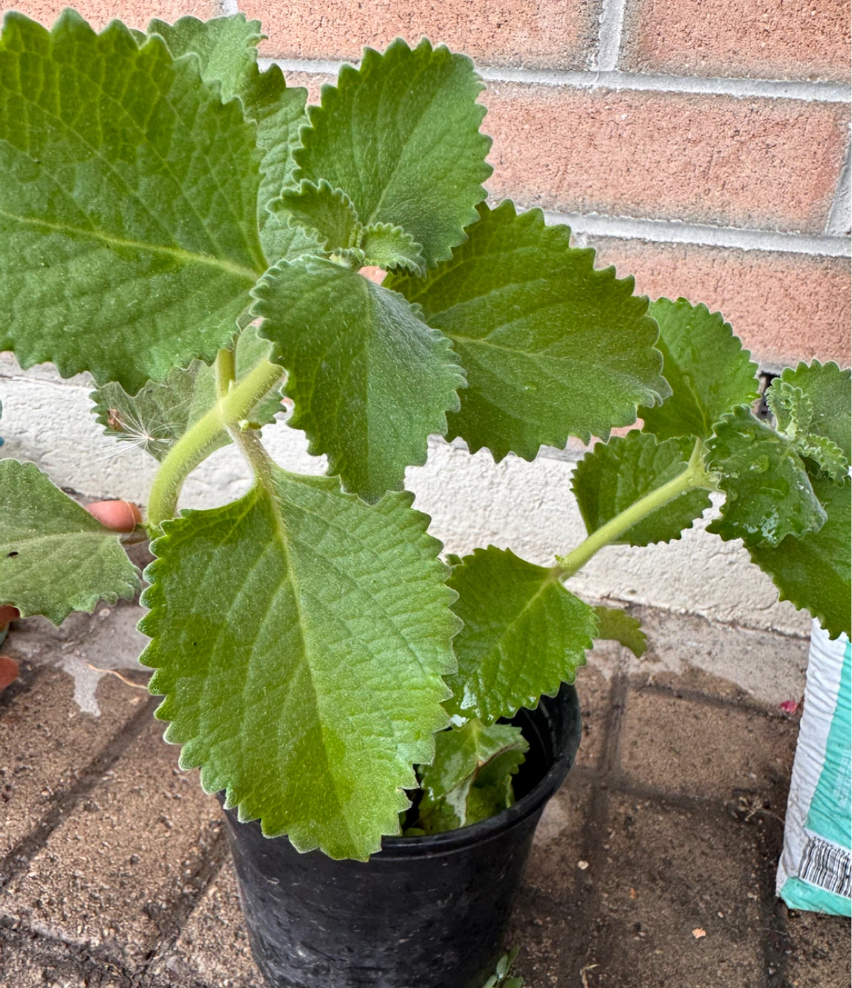 Karpuravalli/Mexican mint/Cuban oregano Plant 🪴