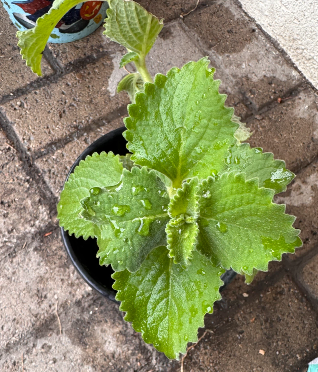 Karpuravalli/Mexican mint/Cuban oregano Plant 🪴 - photo 2