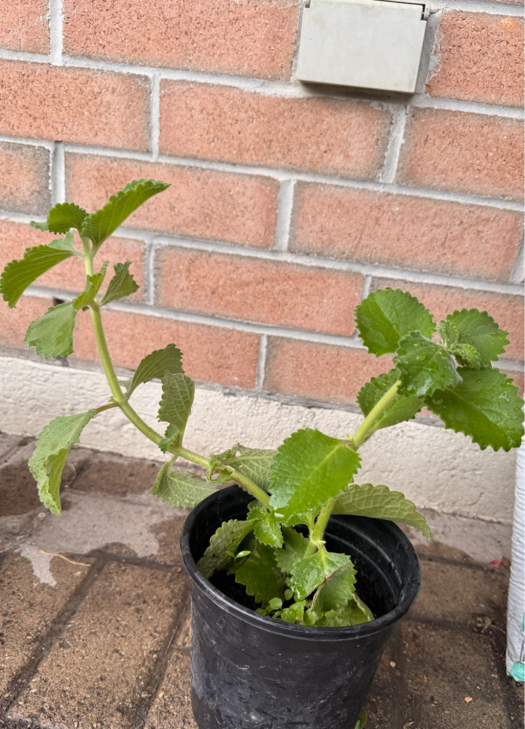 Karpuravalli/Mexican mint/Cuban oregano Plant 🪴 - photo 3