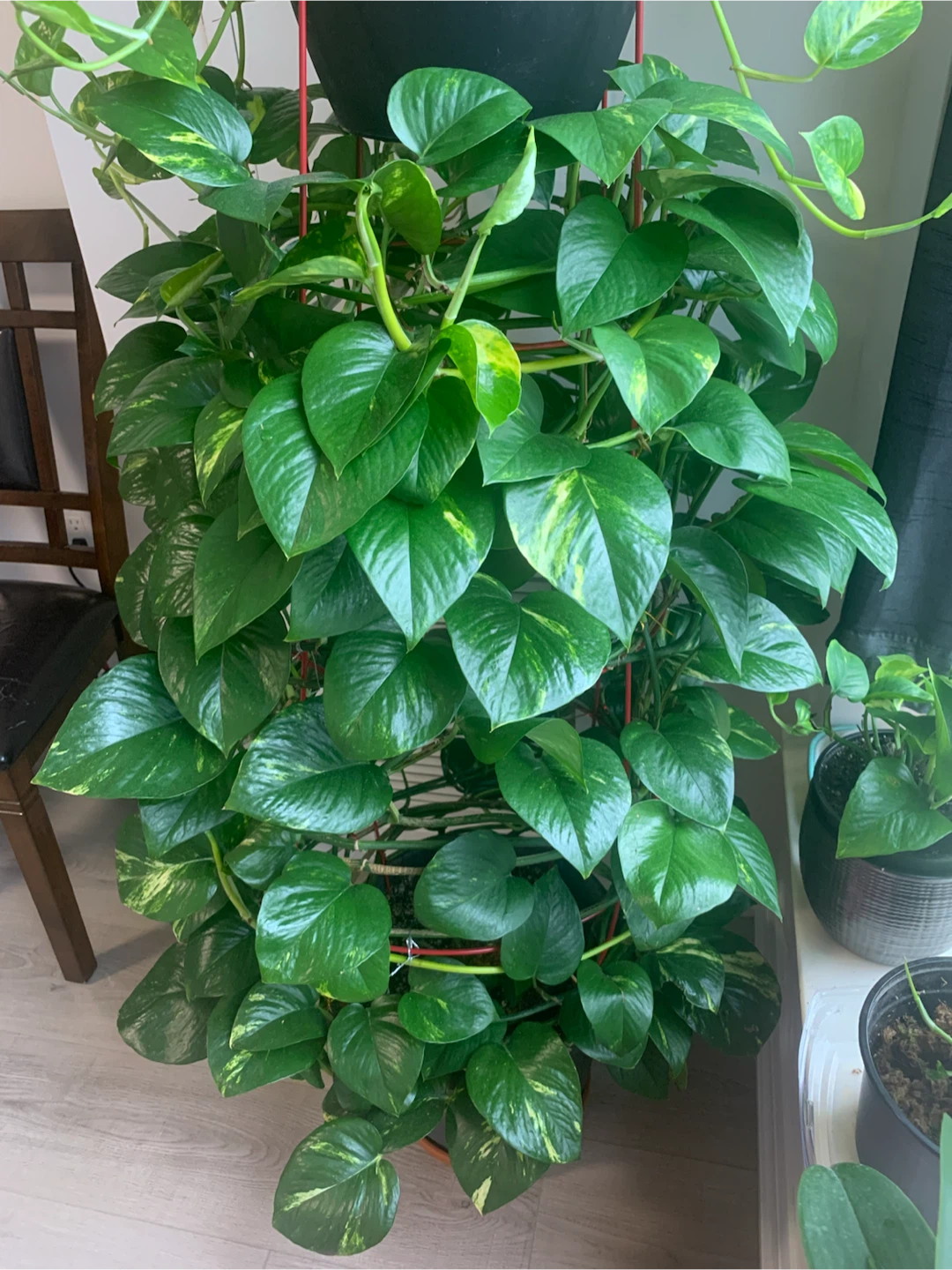 Healthy Pothos Plant
