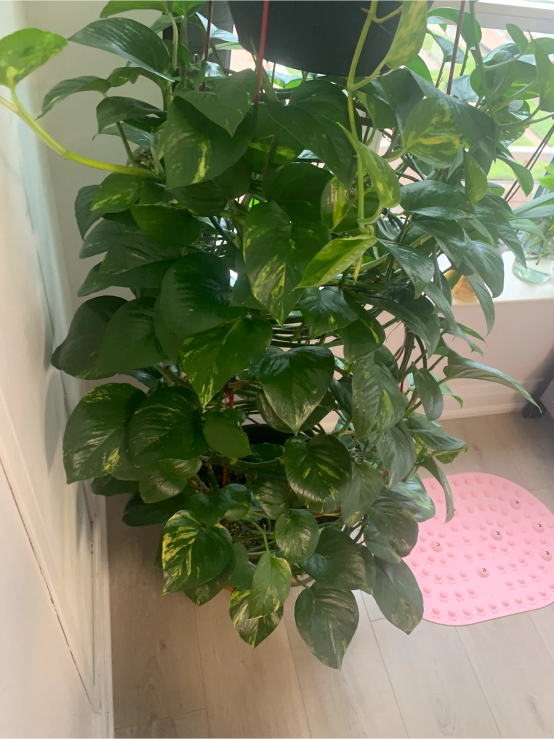 Healthy Pothos Plant - photo 2