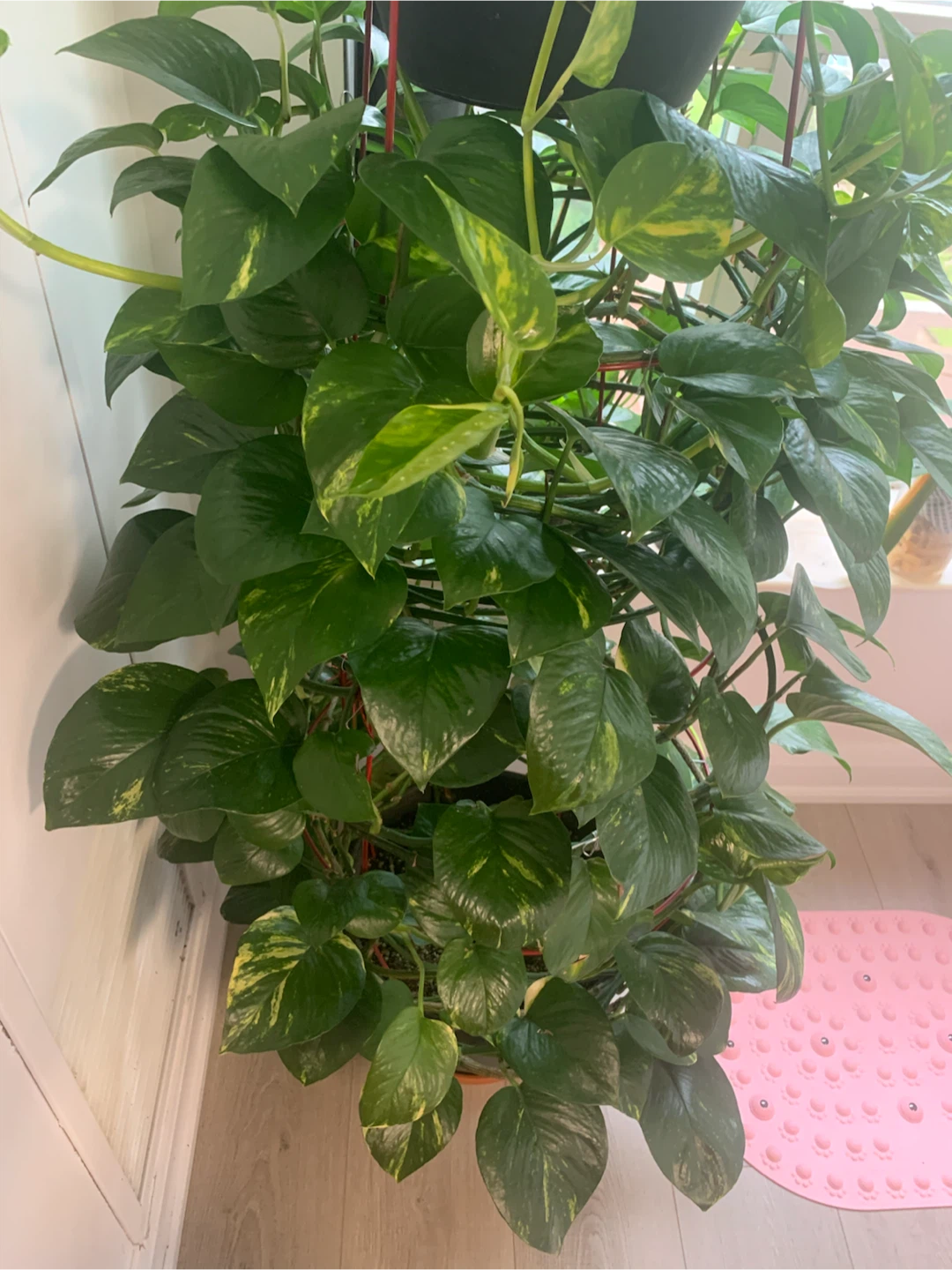Healthy Pothos Plant - photo 3