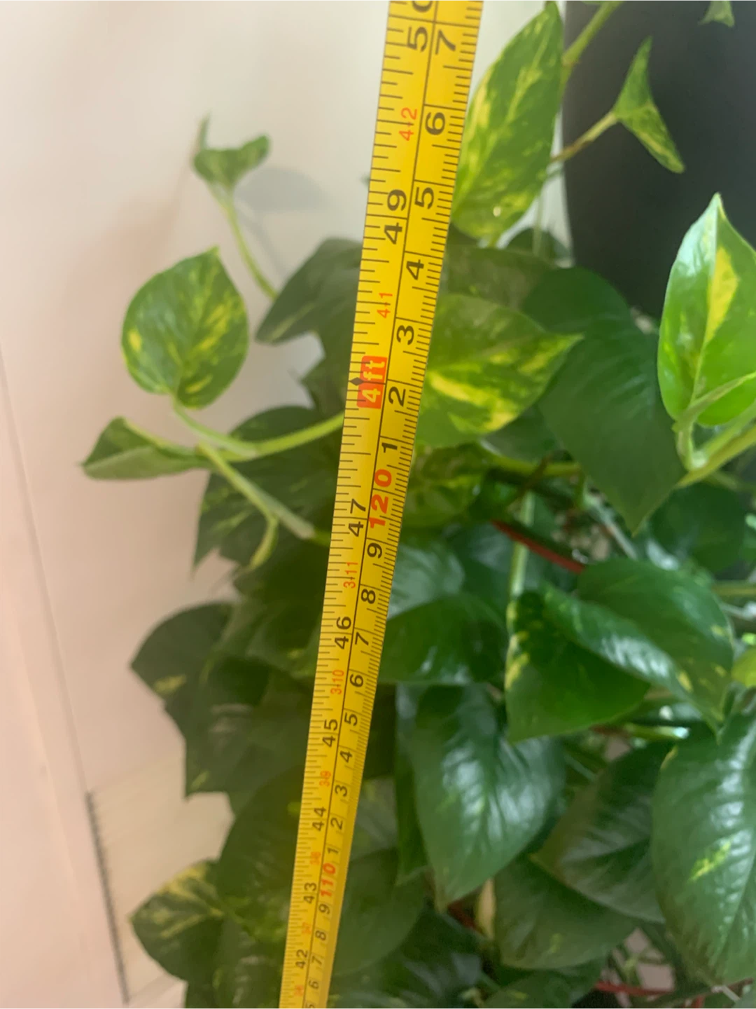 Healthy Pothos Plant - photo 4