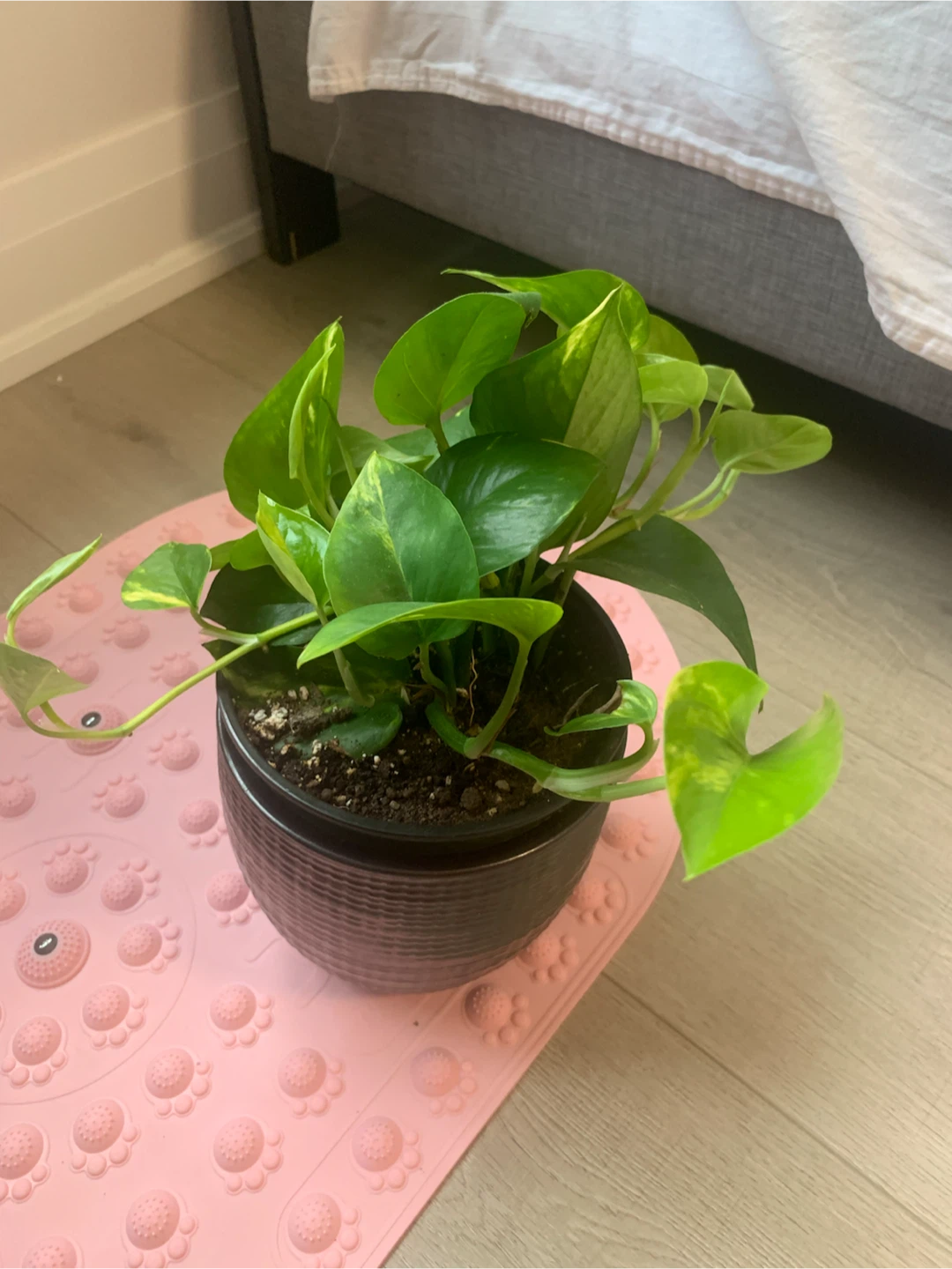 Pothos Plant in Dark Pot