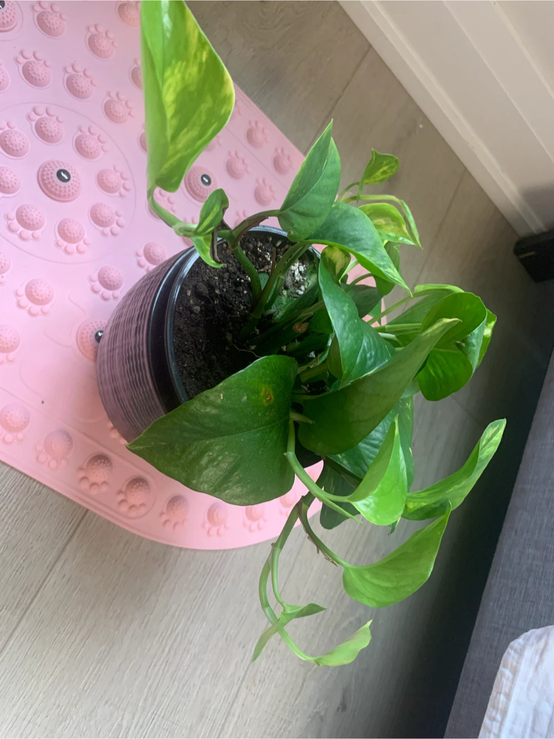Pothos Plant in Dark Pot - photo 2