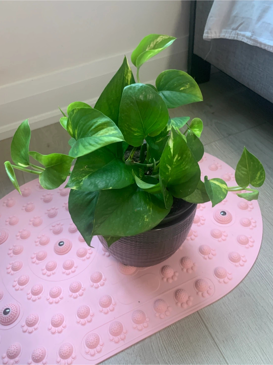 Pothos Plant in Dark Pot - photo 3