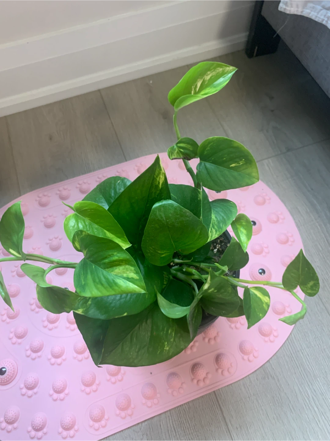 Pothos Plant in Dark Pot - photo 4
