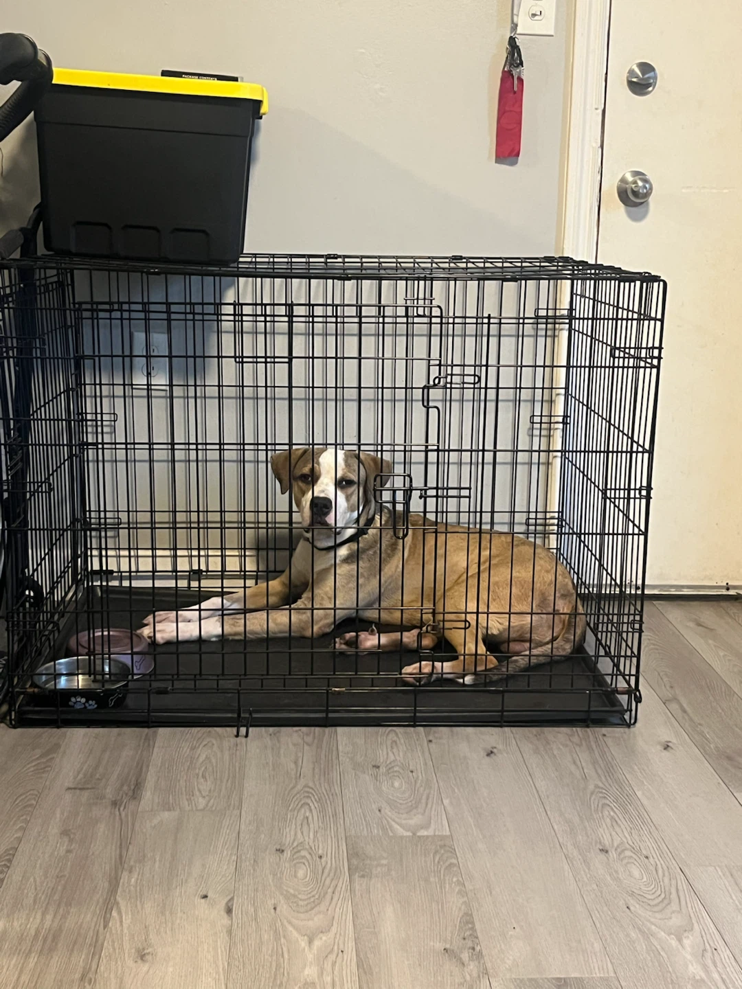 Wire Dog Crate with Tray