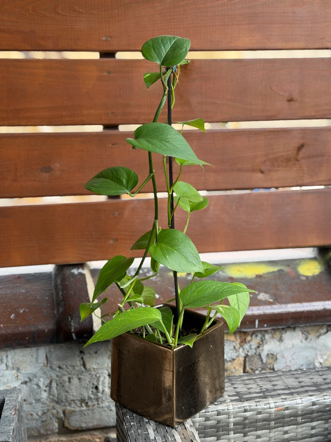 Pothos Plant