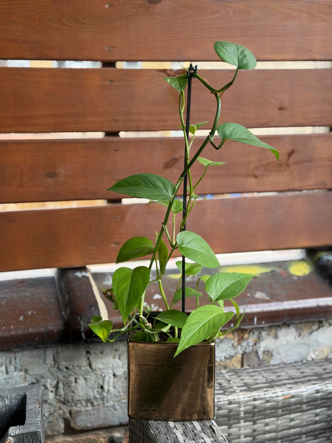 Pothos Plant - photo 2