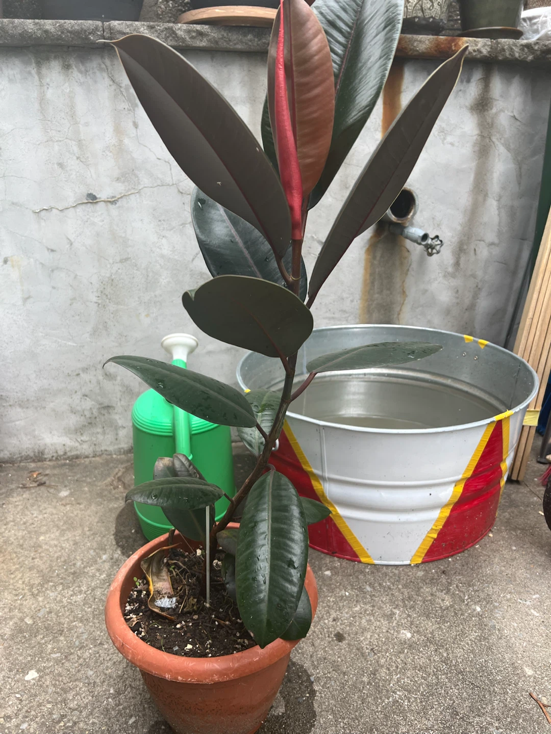 Ficus Elastica Burgundy Rubber Plant