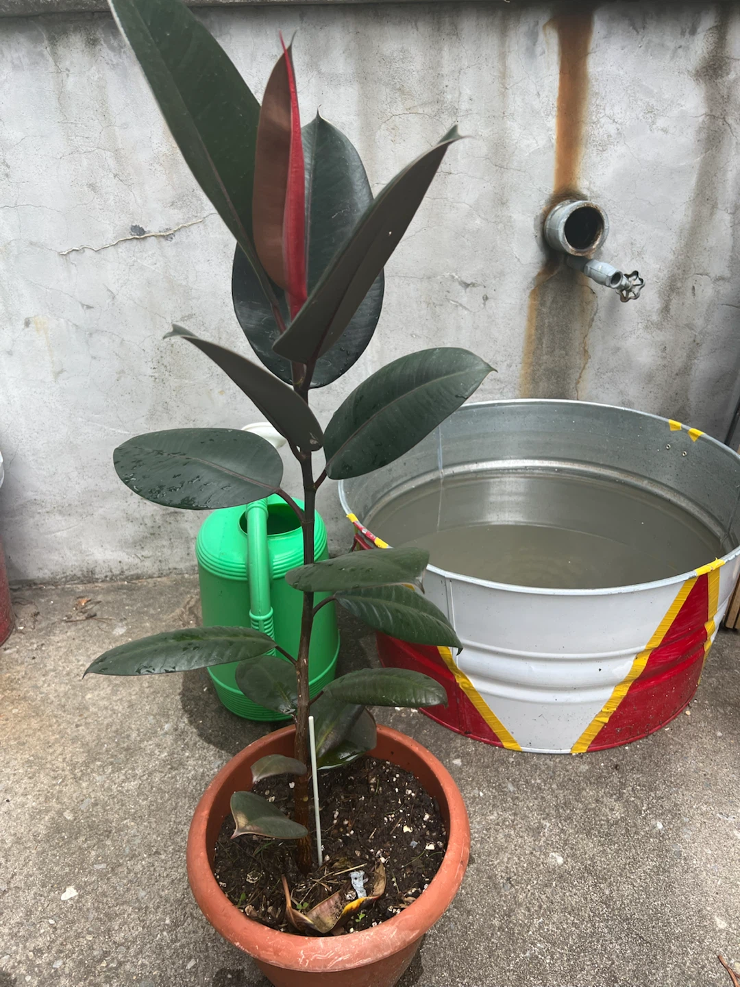 Ficus Elastica Burgundy Rubber Plant - photo 2