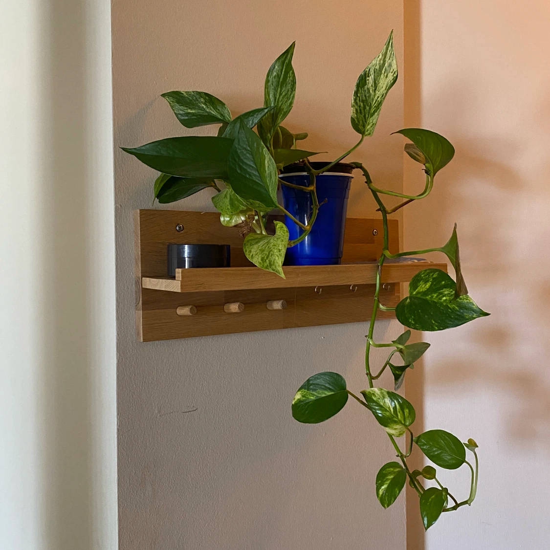 Pothos Plant