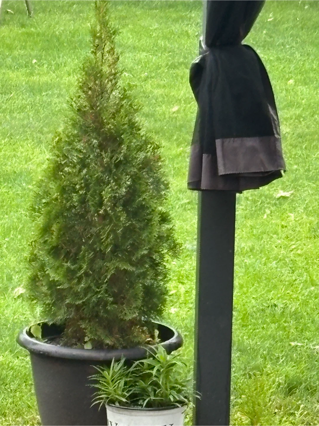 Arborvitae Evergreen Tree in Pot