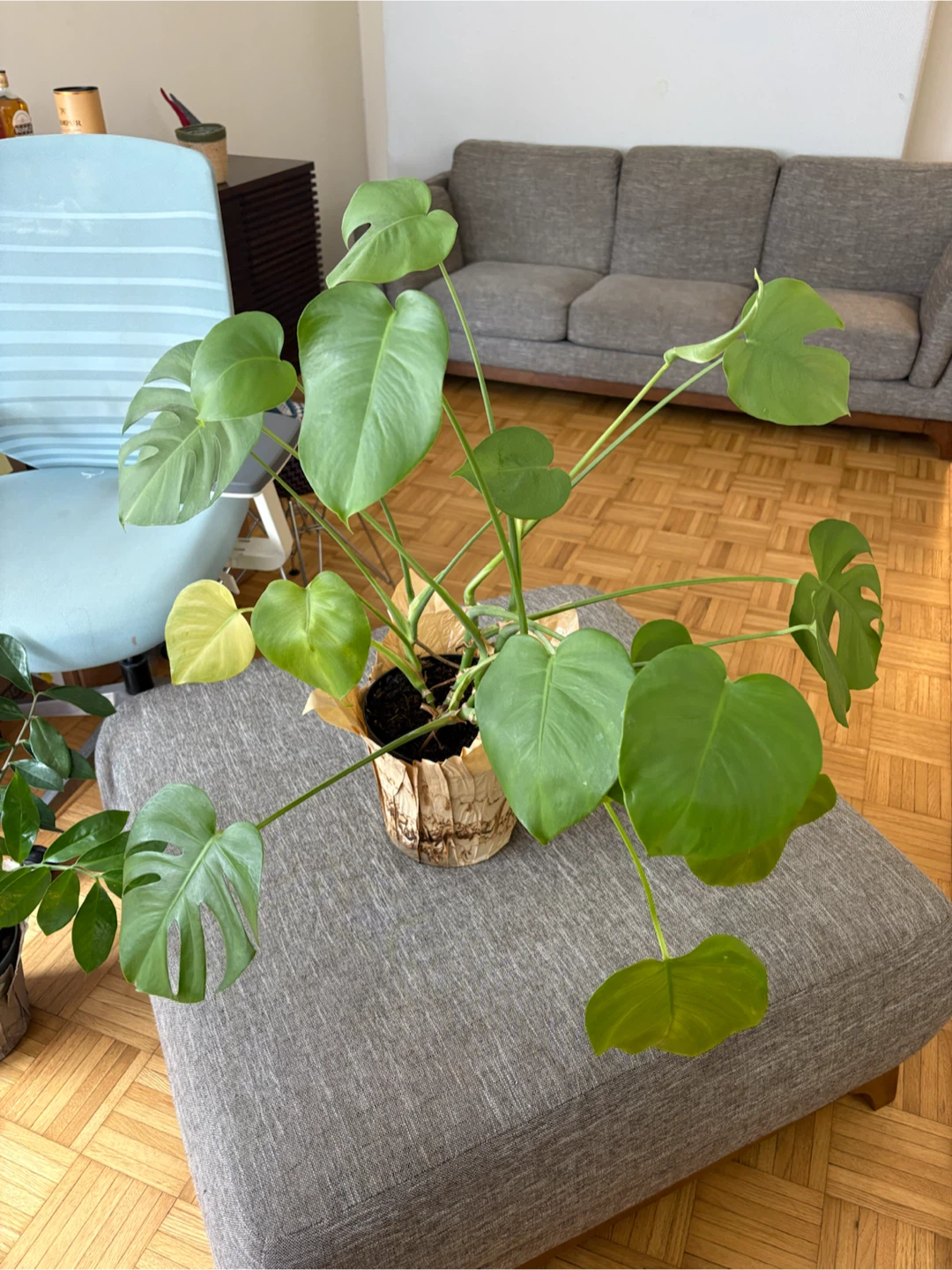 2 gorgeous healthy house plants