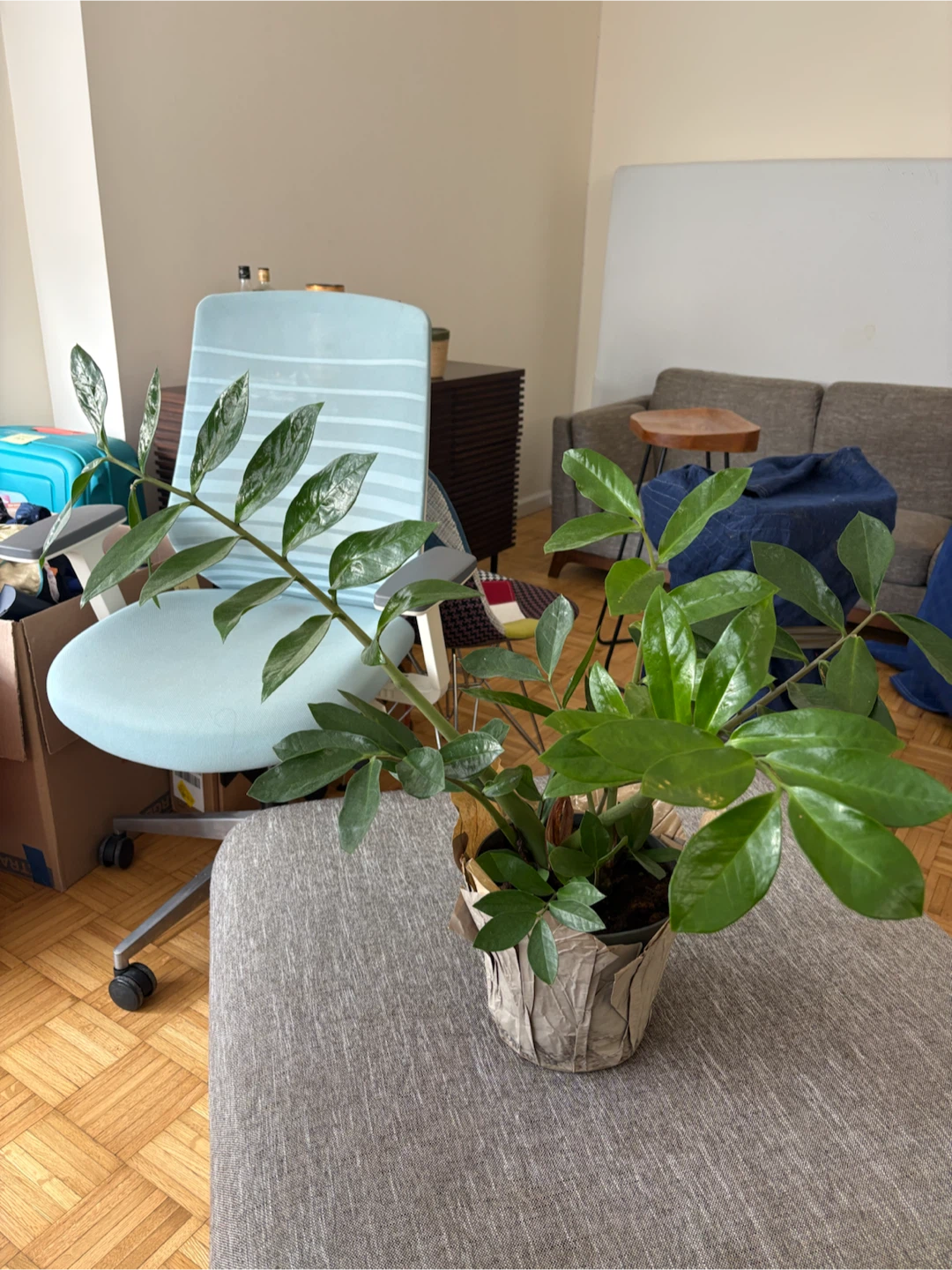 2 gorgeous healthy house plants - photo 2
