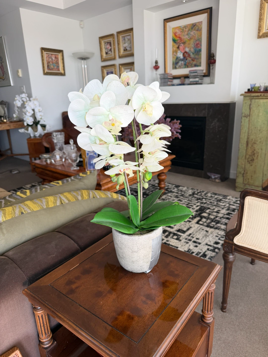 White Orchid Plant in Pot