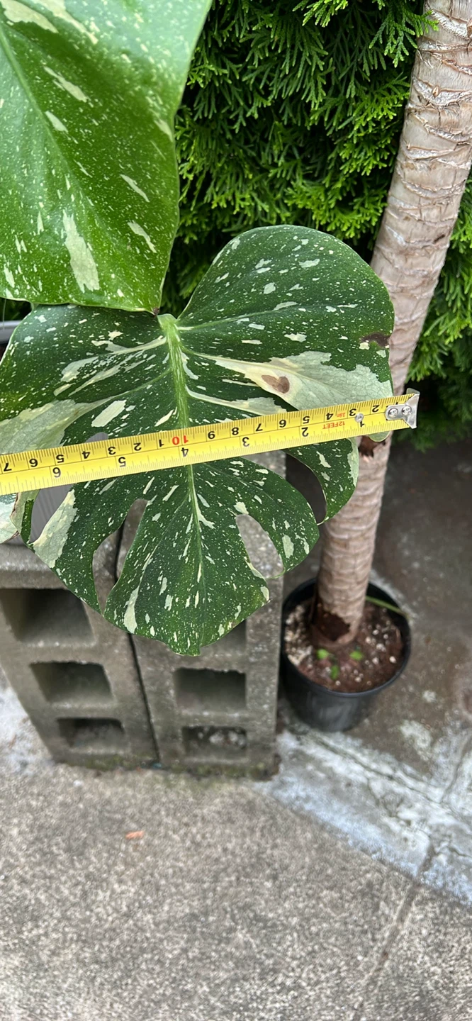 20” height Monstera Albo Borsigiana Plant - photo 3