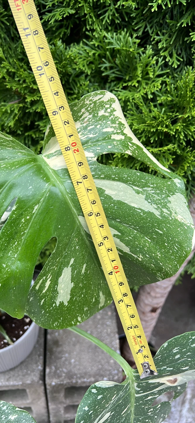 20” height Monstera Albo Borsigiana Plant - photo 4
